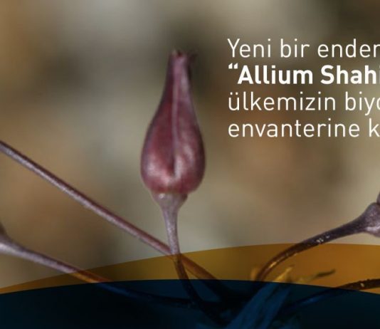 Erzincan’da Yeni Bir Endemik Türü Keşfedildi